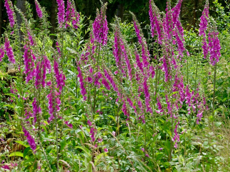 Mönchshof-Ilmenau - 1 von 20