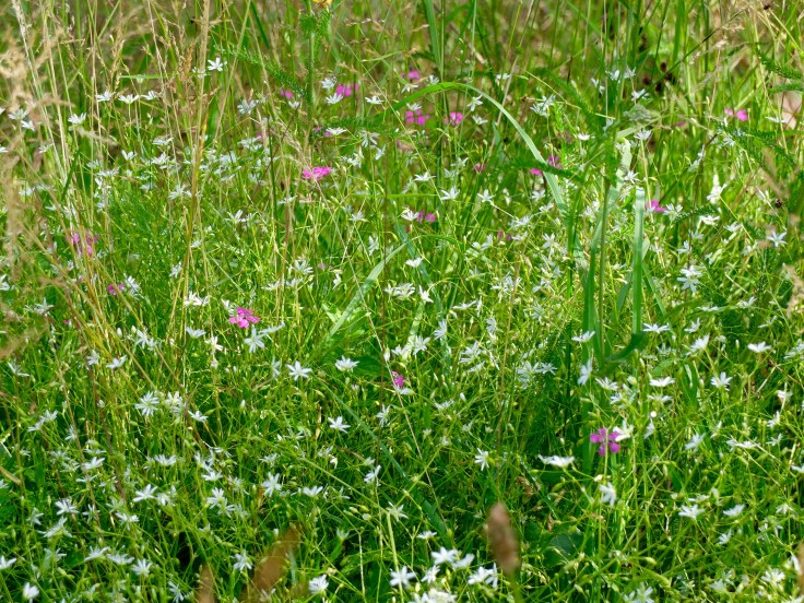 Mönchshof-Ilmenau - 12 von 20