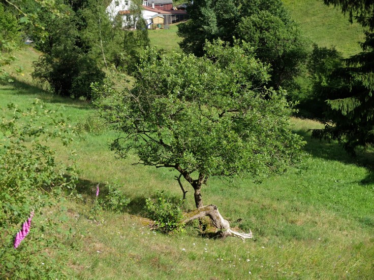 Mönchshof-Ilmenau - 15 von 20