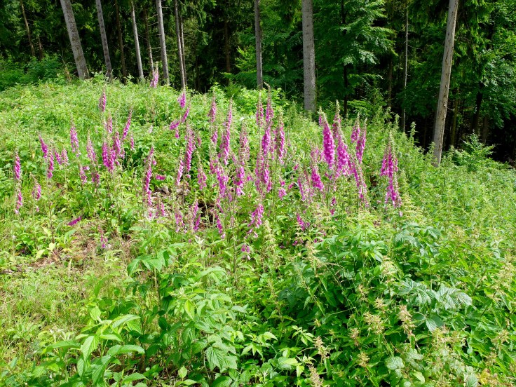 Mönchshof-Ilmenau - 2 von 20