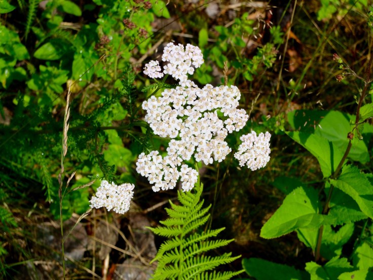 Mönchshof-Ilmenau - 3 von 20