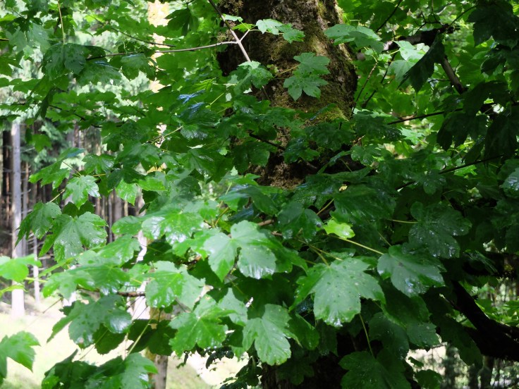 Mönchshof-Ilmenau - 4 von 20