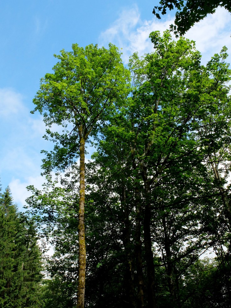 Mönchshof-Ilmenau - 5 von 20